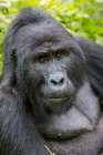 Africa, Uganda, Bwindi Impenetrable Forest and National Park. Mountain, or eastern gorillas. Art Print